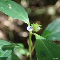 Rungia pectinata (L.) Nees